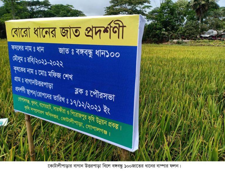 বঙ্গবন্ধু ১০০জাতের ধানের বাম্পার ফলন