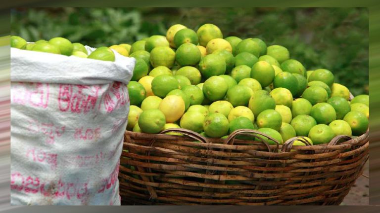 পাতিলেবুর দাম আকাশছোঁয়া!