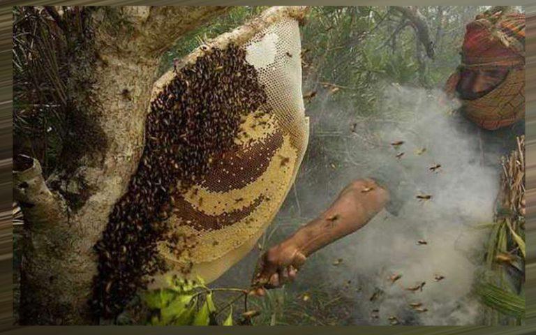 সুন্দরবনে কি মধুর বিপর্যয়!