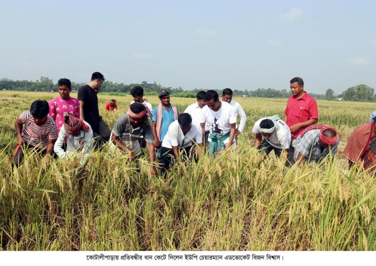 অসহায় কৃষকের ধান কেটে দিলেন ইউ.পি চেয়ারম্যান