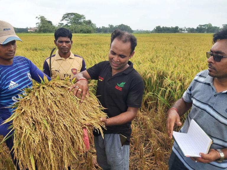 ব্রি হাইব্রিড ধানে খাদ্য নিরাপত্তার ইঙ্গিত