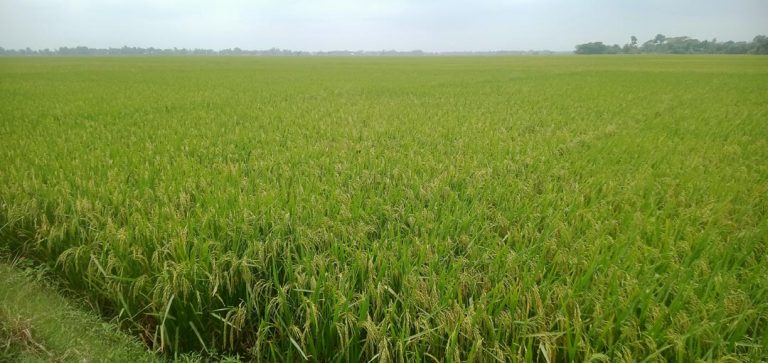 কাশিয়ানীতে কৃষকের সোনালী হাসি উকি মারছে মাঠে