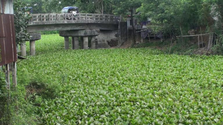 নিজড়ার খাল কচুরীপানায় ভরাট হওয়ায় বিপাকে কৃষক