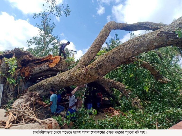 ভেঙ্গে পড়েছে ৩শ’ বছরের পূরনো বট গাছ