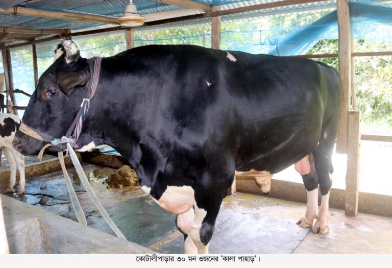 কোটালীপাড়াবাসীর নজর কেড়েছে ৩০ মন ওজনের ‘কালা পাহাড়’