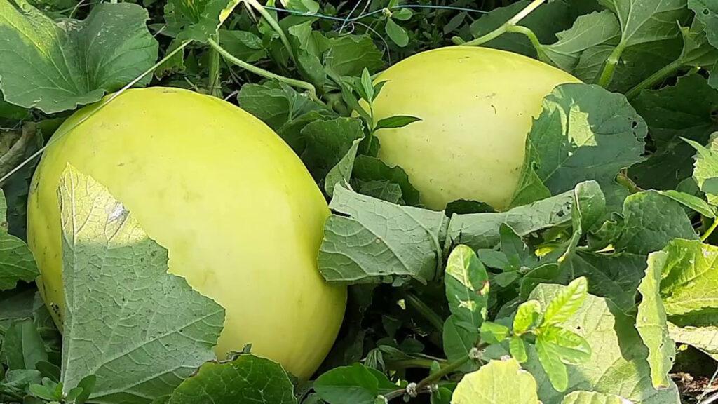 Gopalganj Sammam Fruit Cultivation Photo 0425.08.2022