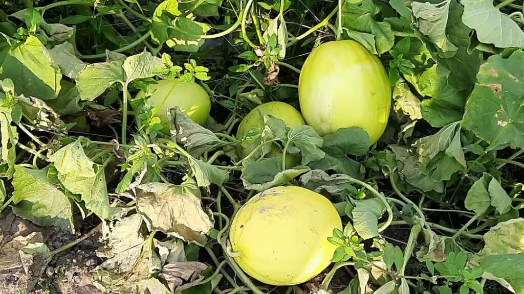 Gopalganj Sammam Fruit Cultivation Photo 0525.08.2022