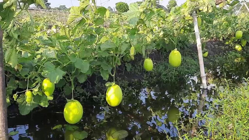 Gopalganj Sammam Fruit Cultivation Photo 0725.08.2022
