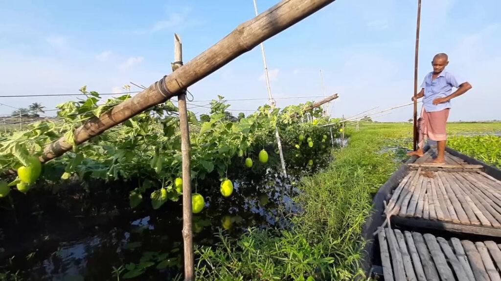 Gopalganj Sammam Fruit Cultivation Photo 1025.08.2022