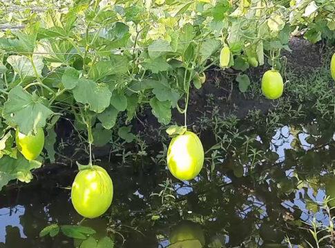 Gopalganj Sammam Fruit Cultivation Photo 1125.08.2022