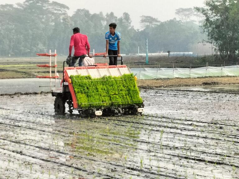 টুঙ্গিপাড়ায় ১৫০ বিঘা জমিতে সমলয়ে ধান চাষ শুরু￼