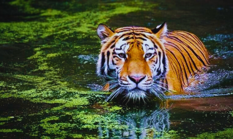 যে কারণে ২ হাজার কি.মি.পথ পাড়ি দিলো বাঘ