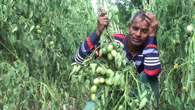 গোপালগঞ্জ দেড় হাজার টমেটো গাছ কেটে প্রতিশোধ নিল প্রতিপক্ষ