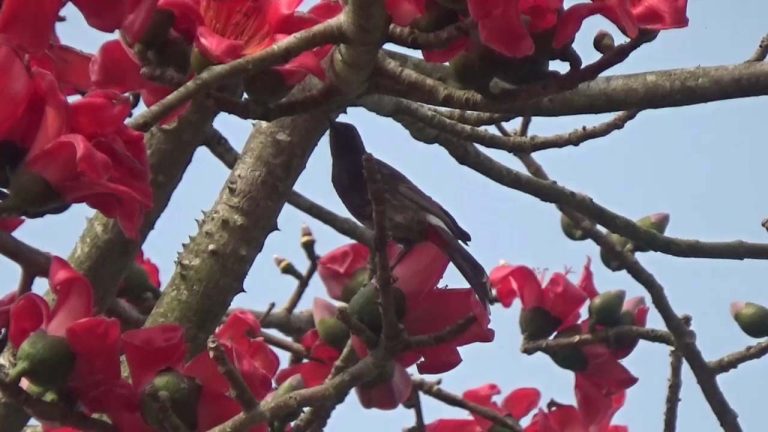 প্রকৃতি রাঙিয়ে দিতে গাছে গাছে ফুটেছে বসন্তের শিমুল ফুল