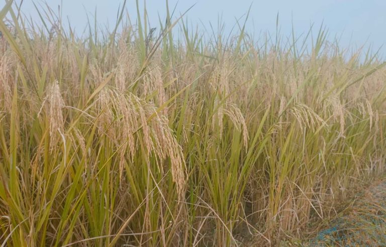 আমন ধানে নতুন আশা জাগিয়েছে ব্রি ধান-১০৩