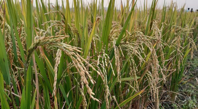 গোপালগঞ্জে বিনাধান-২২ এর বাণিজ্যিক চাষাবাদে লাভবান হচ্ছেন  কৃষক