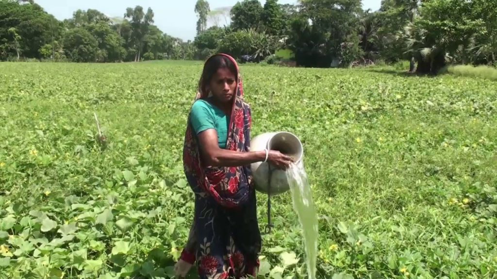 Gopalganj Footy Cultivation Photo 01(23.04.2025)