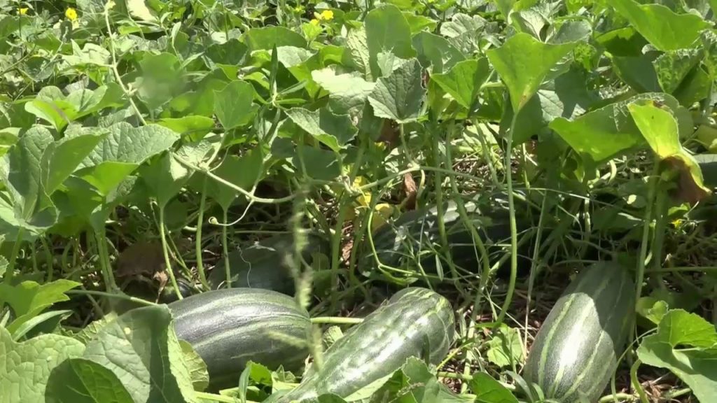 Gopalganj Footy Cultivation Photo 05(23.04.2025)