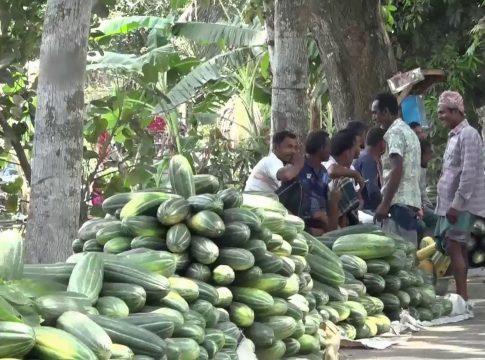 Gopalganj Footy Cultivation Photo 09(23.04.2025) Gopalganj Footy Cultivation Photo 09(23.04.2025)