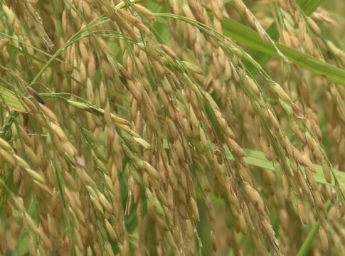 Gopalganj Paddy Photo 01(24.04.2025)