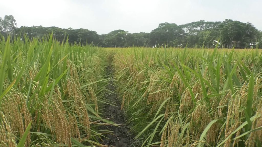 Gopalganj Paddy Photo 02(24.04.2025)