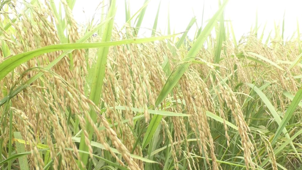 Gopalganj Paddy Photo 03(24.04.2025)