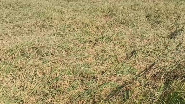 গোপালগঞ্জে কাল বৈশাখী ঝড় ও শিলা বৃষ্টিতে বোরো ধান সহ অন্য ফসলের ক্ষতি