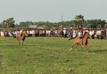 কোটালীপাড়ায় দুই দিনব্যাপী ঘোড়দৌড় প্রতিযোগিতা immage 1000 03