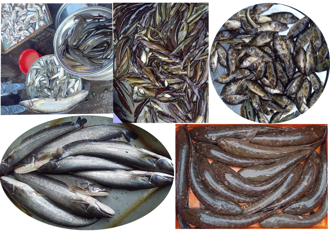 Gopalganj Local Fish Photo 01(15.07.2025)
