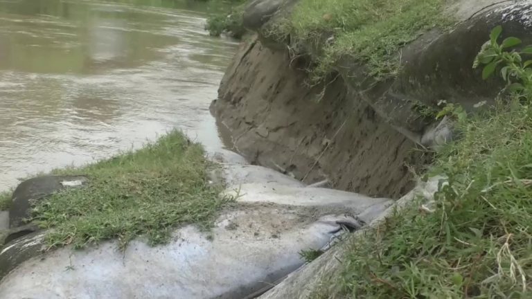 গোপালগঞ্জের ভাটিয়াপাড়ায় মধুমতি নদীর বাঁধে ভাঙ্গন