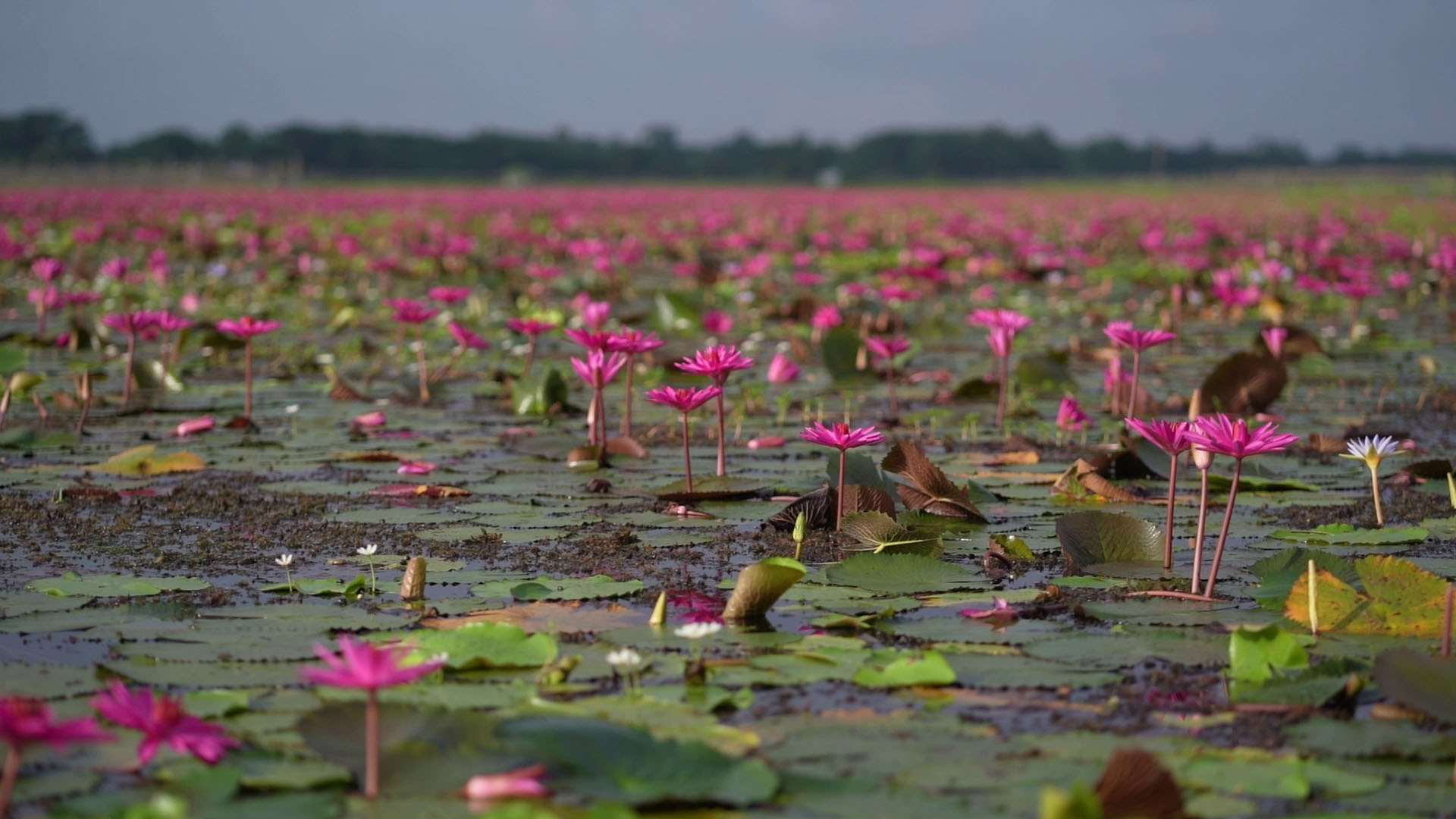 Gopalganj Lal Shapla Photo 07
