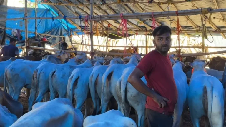 খামারে শত শত গরু-মহিষ, দিশেহারা খামারিরা
