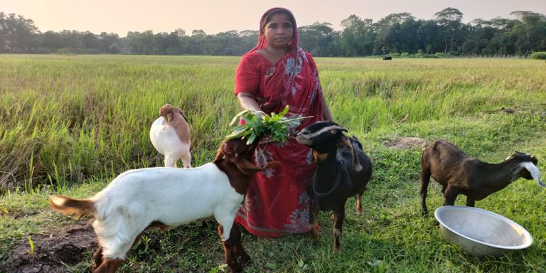 দুই ছাগল বদলে দিল জীবন, নতুনঘর তুলছেন গোপালগঞ্জের রিংকু বৈদ্য