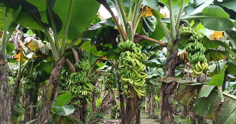 কলার সাথে শত্রুতা।পচঁনশীল কীটনাশক দিয়ে কৃষকের চার লাখ টাকার ক্ষতি