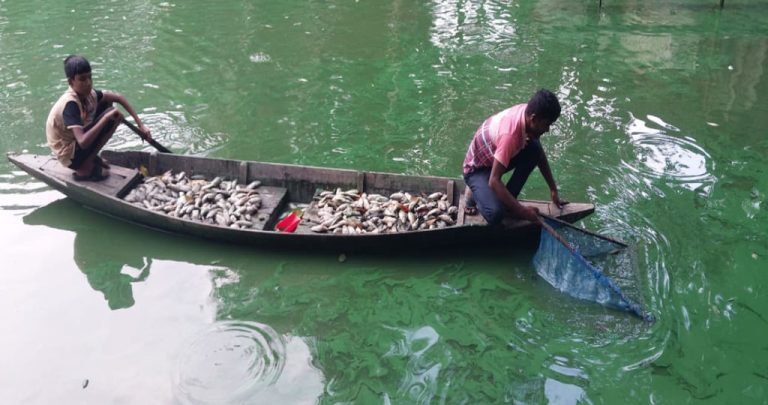 গোপালগঞ্জে পুকুরে বিষ প্রয়োগ করে ১০ লাখ টাকার নিধনের অভিযোগ
